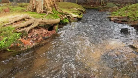 Stream flowing past tree through mossy woodland Stock Footage 246108290