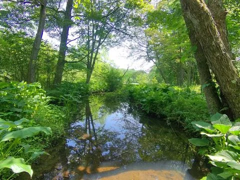 Stream flowing into a pond.  Stock Photos