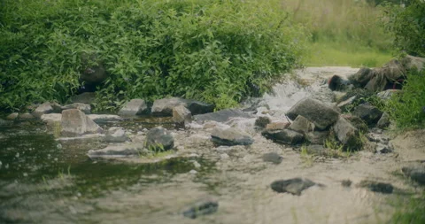 Stream Flowing By Rocks Amidst Plants In Forest Stock Footage 250388514