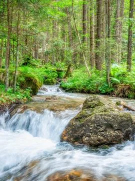 Stream flowing smoothly between rocks and green leaves in the forest. Stock-Fotos