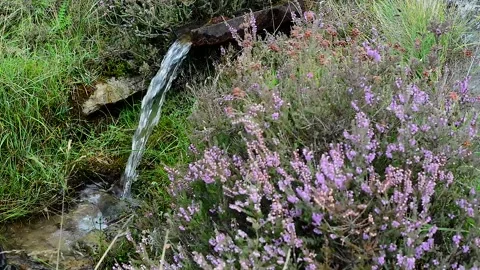 Stream flowing by summer heather on north yorkshire moors uk Stock Footage 148829892
