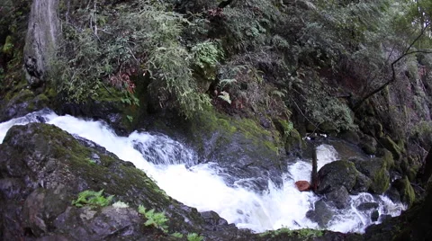 Stream Flowing Through California Forest Stock Footage 59539291