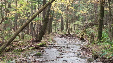 Stream Flowing Through Dense Forest Stock Footage 266916865