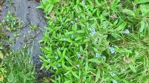 Stream flowing through dense green vegetation in natural setting Stock Footage 317594176