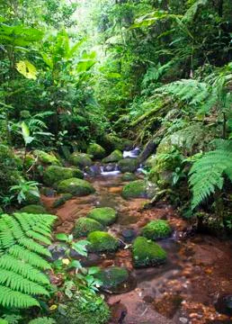 Stream flowing through dense jungle in Costa Rica Stock Photos