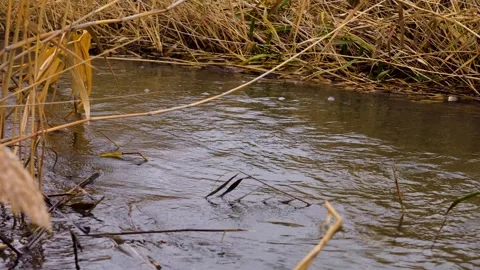 Stream flowing through dry reeds and grass. Stock Footage 341790755