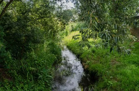 Stream flowing through forest areas with thickets in background Foto stock