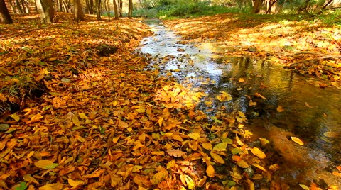 Stream flowing through forest in autumn Stock Footage 56734004