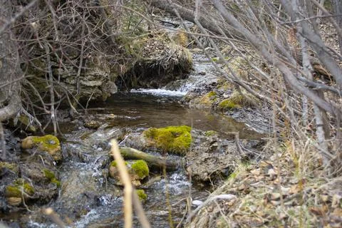 Stream Flowing Through Forest in Early Spring Stock Photos