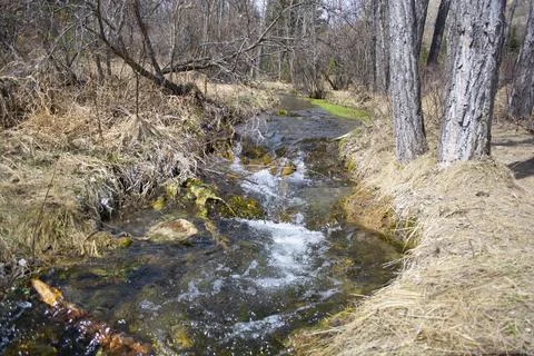 Stream Flowing Through Forest in Early Spring Stock Photos