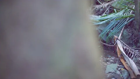 Stream flowing through forest Stock Footage 76139188