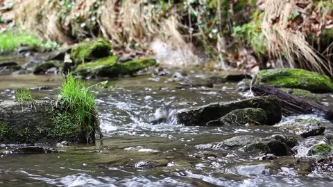 Stream flowing through forest Video stock 80198867