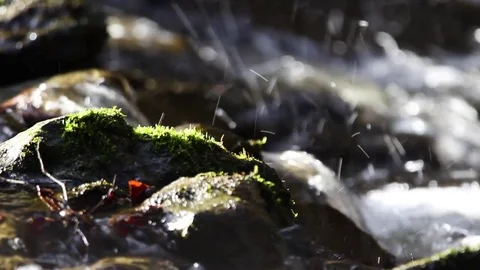 Stream flowing through forest Stock Footage