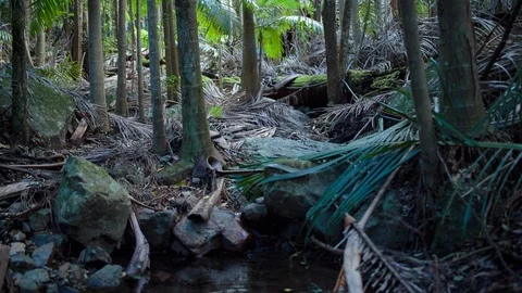 Stream flowing through the forest Stock Footage 94885201