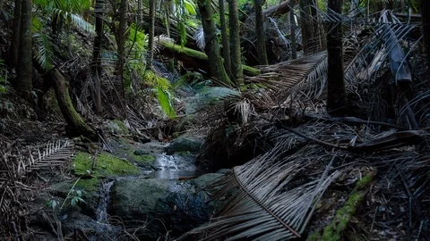 Stream flowing through the forest Video stock 94885213