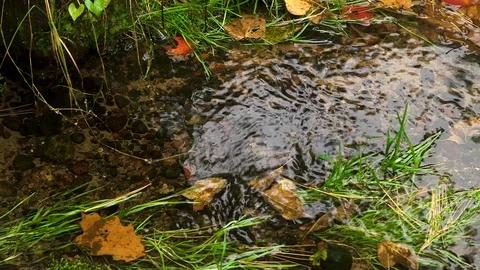 A Stream Flowing Through the Forest Stock Footage 115266183