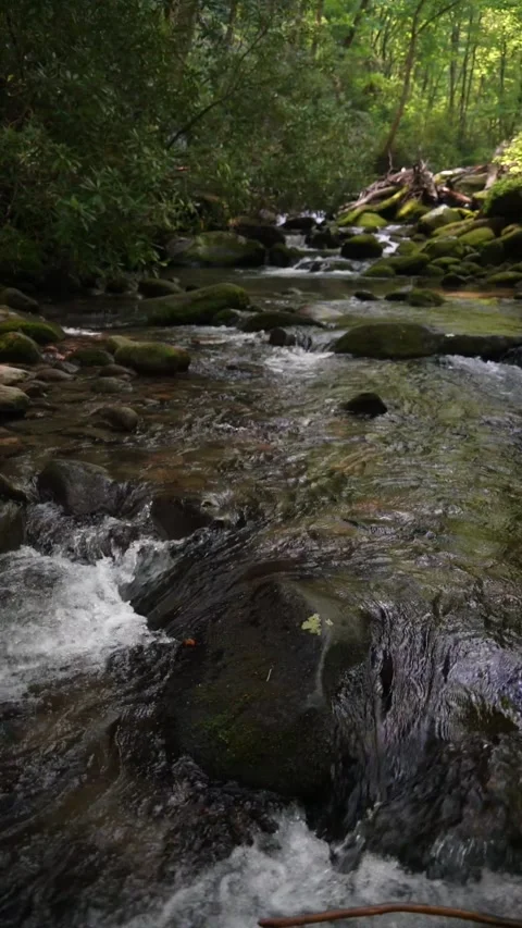 Stream Flowing through the Forest Video stock 248639776