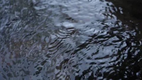 Stream flowing through forest Stock Footage 260529899