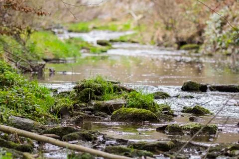 Stream flowing through forest Foto stock