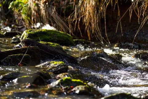 Stream flowing through forest Foto stock