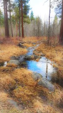 Stream flowing through a forest. Stock Photos