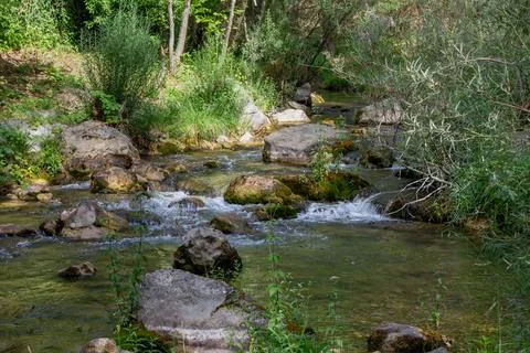 Stream flowing through a forest Stock Photos