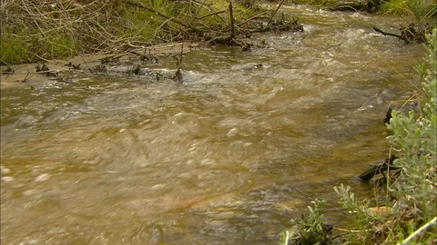 Stream flowing through grassy forest 스톡 동영상 87843836