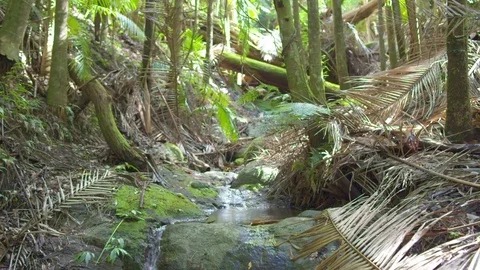 Stream flowing through green forest Stock Footage 76139128