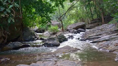 Stream flowing through a green forest with rocks and trees Stock Photos