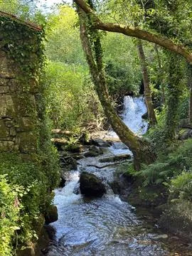 Stream flowing through a green forest with trees and rocks Stock Photos