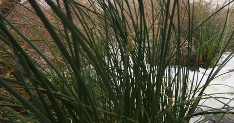 Stream flowing through green grass Stock Footage 101204393