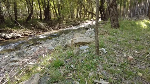 Stream flowing through green trees 4K Stock Footage 162177036