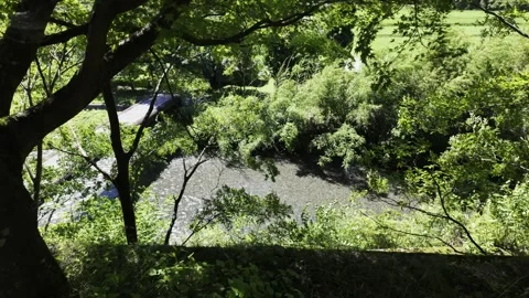 Stream Flowing Through Green Trees And Vegetation Stock Footage 339933947
