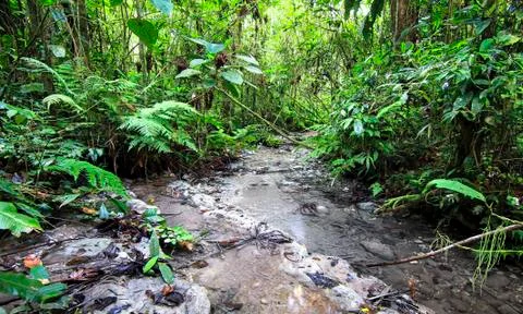 Stream flowing through the jungle in Belize Stock-Fotos
