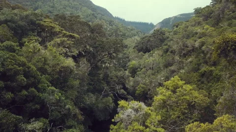 Stream flowing through a jungle near hills on a cloudy day aerial Stock Footage 278835366