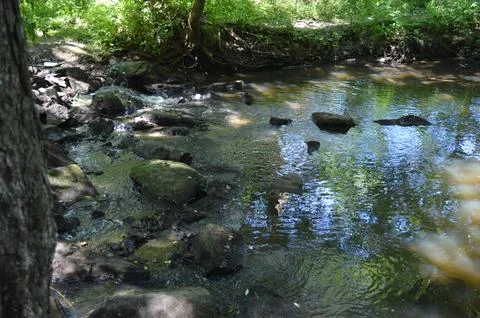 Stream flowing through lush greenery with rocks on a sunny day Stock Photos