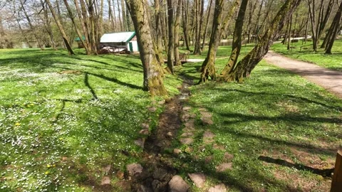Stream Flowing Through Meadow In Vrelo Bosne Park Near Sarajevo Stock Footage 345586582