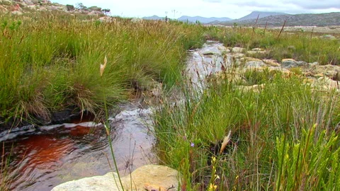 Stream flowing through sedges and grassland in the Cape Point Stock Footage 161810677