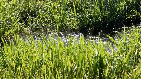 A stream flowing through tall grass Stock Footage 77861042