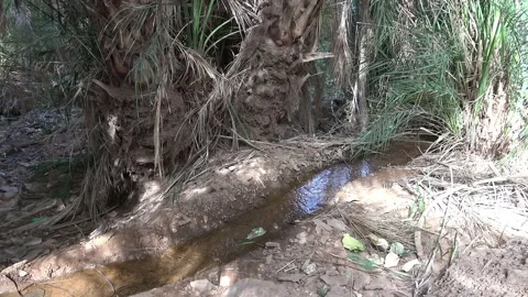 Stream flowing through Terjit oasis, Sahara, Mauritania Video stock 150165922