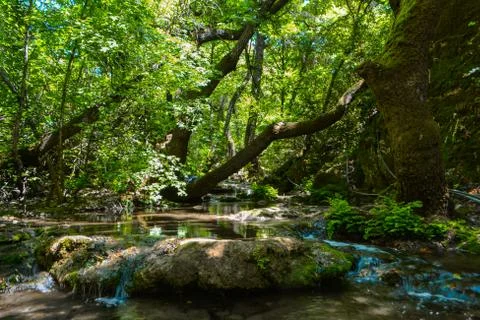 Stream flowing through trees. Stock Photos