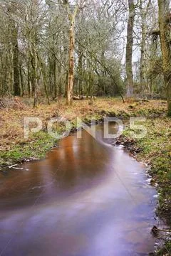 Stream flowing through vibrant winter autumn fall forest landscape Stock Photos