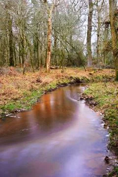 Stream flowing through vibrant winter autumn fall forest landscape Stock Photos