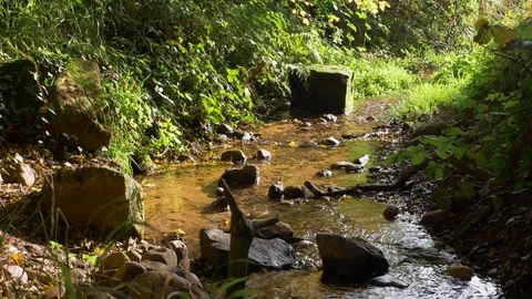 Stream flowing through woods in bright summer sunlight Video stock 82280899