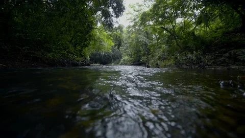 Stream flowing  through the woods Stock Footage 90655001