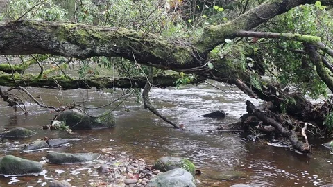 Stream flowing under fallen tree Stock Footage 86174609