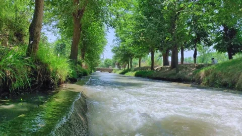 Stream flowing under trees 库存影片 276689440