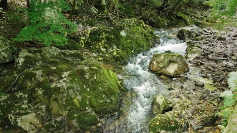 A stream flowing in a valley in midsummer 動画素材 299883918