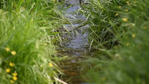 Stream flowing vigorously with the edges filled with grasses and yellow flo.. Stock Footage 239335516