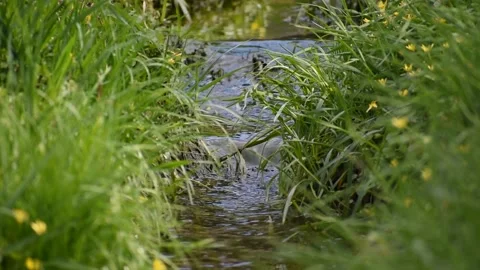 Stream flowing vigorously with the edges filled with grasses and yellow flo.. Stock Footage 239335554